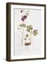 Dusky Cranesbill-Diana Everett-Framed Giclee Print