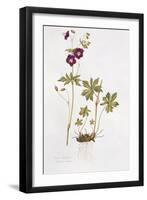 Dusky Cranesbill-Diana Everett-Framed Giclee Print