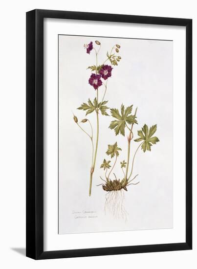 Dusky Cranesbill-Diana Everett-Framed Giclee Print