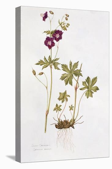 Dusky Cranesbill-Diana Everett-Stretched Canvas