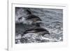 Dusky dolphin (Lagenorhynchus obscurus) jumping, Beagle Channel, Tierra del Fuego, Argentina, South-Michael Runkel-Framed Photographic Print