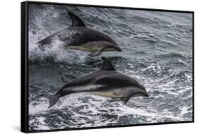 Dusky dolphin (Lagenorhynchus obscurus) jumping, Beagle Channel, Tierra del Fuego, Argentina, South-Michael Runkel-Framed Stretched Canvas