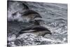 Dusky dolphin (Lagenorhynchus obscurus) jumping, Beagle Channel, Tierra del Fuego, Argentina, South-Michael Runkel-Stretched Canvas