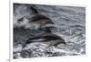 Dusky dolphin (Lagenorhynchus obscurus) jumping, Beagle Channel, Tierra del Fuego, Argentina, South-Michael Runkel-Framed Photographic Print