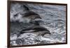 Dusky dolphin (Lagenorhynchus obscurus) jumping, Beagle Channel, Tierra del Fuego, Argentina, South-Michael Runkel-Framed Photographic Print