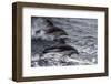 Dusky dolphin (Lagenorhynchus obscurus) jumping, Beagle Channel, Tierra del Fuego, Argentina, South-Michael Runkel-Framed Photographic Print