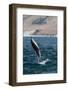 Dusky Dolphin (Lagenorhynchus Obscurus) Leaping Near Kaikoura, South Island, New Zealand, Pacific-Michael Nolan-Framed Photographic Print