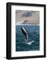 Dusky Dolphin (Lagenorhynchus Obscurus) Leaping Near Kaikoura, South Island, New Zealand, Pacific-Michael Nolan-Framed Photographic Print