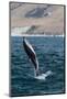 Dusky Dolphin (Lagenorhynchus Obscurus) Leaping Near Kaikoura, South Island, New Zealand, Pacific-Michael Nolan-Mounted Photographic Print