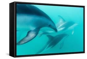 Dusky Dolphin (Lagenorhynchus Obscurus) Underwater Off Kaikoura, South Island, New Zealand, Pacific-Michael Nolan-Framed Stretched Canvas