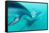 Dusky Dolphin (Lagenorhynchus Obscurus) Underwater Off Kaikoura, South Island, New Zealand, Pacific-Michael Nolan-Framed Stretched Canvas
