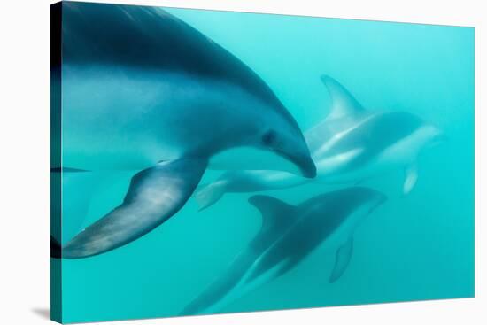 Dusky Dolphin (Lagenorhynchus Obscurus) Underwater Off Kaikoura, South Island, New Zealand, Pacific-Michael Nolan-Stretched Canvas