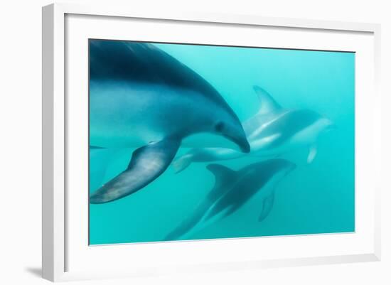 Dusky Dolphin (Lagenorhynchus Obscurus) Underwater Off Kaikoura, South Island, New Zealand, Pacific-Michael Nolan-Framed Photographic Print