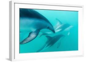 Dusky Dolphin (Lagenorhynchus Obscurus) Underwater Off Kaikoura, South Island, New Zealand, Pacific-Michael Nolan-Framed Photographic Print