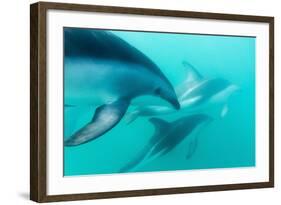 Dusky Dolphin (Lagenorhynchus Obscurus) Underwater Off Kaikoura, South Island, New Zealand, Pacific-Michael Nolan-Framed Photographic Print