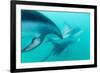 Dusky Dolphin (Lagenorhynchus Obscurus) Underwater Off Kaikoura, South Island, New Zealand, Pacific-Michael Nolan-Framed Photographic Print