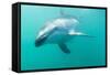 Dusky Dolphin (Lagenorhynchus Obscurus) Underwater Off Kaikoura, South Island, New Zealand, Pacific-Michael Nolan-Framed Stretched Canvas