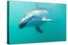 Dusky Dolphin (Lagenorhynchus Obscurus) Underwater Off Kaikoura, South Island, New Zealand, Pacific-Michael Nolan-Stretched Canvas