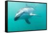 Dusky Dolphin (Lagenorhynchus Obscurus) Underwater Off Kaikoura, South Island, New Zealand, Pacific-Michael Nolan-Framed Stretched Canvas