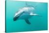Dusky Dolphin (Lagenorhynchus Obscurus) Underwater Off Kaikoura, South Island, New Zealand, Pacific-Michael Nolan-Stretched Canvas