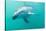 Dusky Dolphin (Lagenorhynchus Obscurus) Underwater Off Kaikoura, South Island, New Zealand, Pacific-Michael Nolan-Stretched Canvas