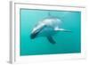 Dusky Dolphin (Lagenorhynchus Obscurus) Underwater Off Kaikoura, South Island, New Zealand, Pacific-Michael Nolan-Framed Photographic Print