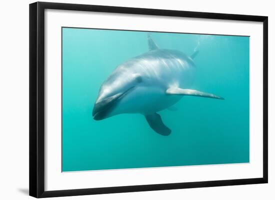 Dusky Dolphin (Lagenorhynchus Obscurus) Underwater Off Kaikoura, South Island, New Zealand, Pacific-Michael Nolan-Framed Photographic Print