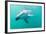 Dusky Dolphin (Lagenorhynchus Obscurus) Underwater Off Kaikoura, South Island, New Zealand, Pacific-Michael Nolan-Framed Photographic Print