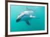 Dusky Dolphin (Lagenorhynchus Obscurus) Underwater Off Kaikoura, South Island, New Zealand, Pacific-Michael Nolan-Framed Photographic Print