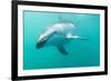 Dusky Dolphin (Lagenorhynchus Obscurus) Underwater Off Kaikoura, South Island, New Zealand, Pacific-Michael Nolan-Framed Photographic Print