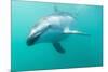 Dusky Dolphin (Lagenorhynchus Obscurus) Underwater Off Kaikoura, South Island, New Zealand, Pacific-Michael Nolan-Mounted Photographic Print