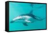 Dusky Dolphin (Lagenorhynchus Obscurus) Underwater Off Kaikoura, South Island, New Zealand, Pacific-Michael Nolan-Framed Stretched Canvas