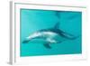 Dusky Dolphin (Lagenorhynchus Obscurus) Underwater Off Kaikoura, South Island, New Zealand, Pacific-Michael Nolan-Framed Photographic Print