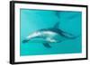 Dusky Dolphin (Lagenorhynchus Obscurus) Underwater Off Kaikoura, South Island, New Zealand, Pacific-Michael Nolan-Framed Photographic Print