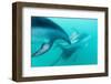 Dusky Dolphin (Lagenorhynchus Obscurus) Underwater Off Kaikoura, South Island, New Zealand, Pacific-Michael Nolan-Framed Photographic Print