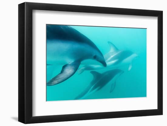 Dusky Dolphin (Lagenorhynchus Obscurus) Underwater Off Kaikoura, South Island, New Zealand, Pacific-Michael Nolan-Framed Photographic Print