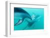 Dusky Dolphin (Lagenorhynchus Obscurus) Underwater Off Kaikoura, South Island, New Zealand, Pacific-Michael Nolan-Framed Photographic Print