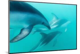 Dusky Dolphin (Lagenorhynchus Obscurus) Underwater Off Kaikoura, South Island, New Zealand, Pacific-Michael Nolan-Mounted Photographic Print