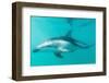 Dusky Dolphin (Lagenorhynchus Obscurus) Underwater Off Kaikoura, South Island, New Zealand, Pacific-Michael Nolan-Framed Photographic Print