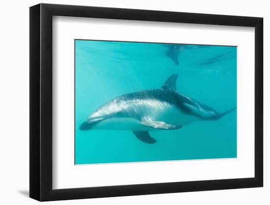 Dusky Dolphin (Lagenorhynchus Obscurus) Underwater Off Kaikoura, South Island, New Zealand, Pacific-Michael Nolan-Framed Photographic Print