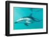 Dusky Dolphin (Lagenorhynchus Obscurus) Underwater Off Kaikoura, South Island, New Zealand, Pacific-Michael Nolan-Framed Photographic Print