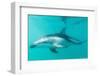 Dusky Dolphin (Lagenorhynchus Obscurus) Underwater Off Kaikoura, South Island, New Zealand, Pacific-Michael Nolan-Framed Photographic Print