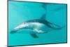 Dusky Dolphin (Lagenorhynchus Obscurus) Underwater Off Kaikoura, South Island, New Zealand, Pacific-Michael Nolan-Mounted Photographic Print