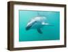 Dusky Dolphin (Lagenorhynchus Obscurus) Underwater Off Kaikoura, South Island, New Zealand, Pacific-Michael Nolan-Framed Photographic Print