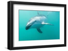 Dusky Dolphin (Lagenorhynchus Obscurus) Underwater Off Kaikoura, South Island, New Zealand, Pacific-Michael Nolan-Framed Photographic Print