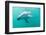 Dusky Dolphin (Lagenorhynchus Obscurus) Underwater Off Kaikoura, South Island, New Zealand, Pacific-Michael Nolan-Framed Photographic Print