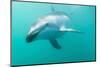 Dusky Dolphin (Lagenorhynchus Obscurus) Underwater Off Kaikoura, South Island, New Zealand, Pacific-Michael Nolan-Mounted Photographic Print