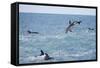 Dusky Dolphin Leaping-Paul Souders-Framed Stretched Canvas