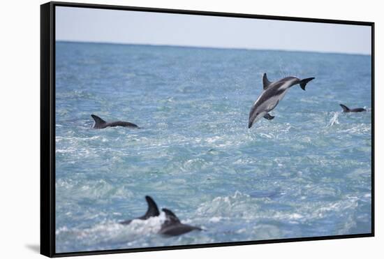 Dusky Dolphin Leaping-Paul Souders-Framed Stretched Canvas