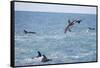 Dusky Dolphin Leaping-Paul Souders-Framed Stretched Canvas